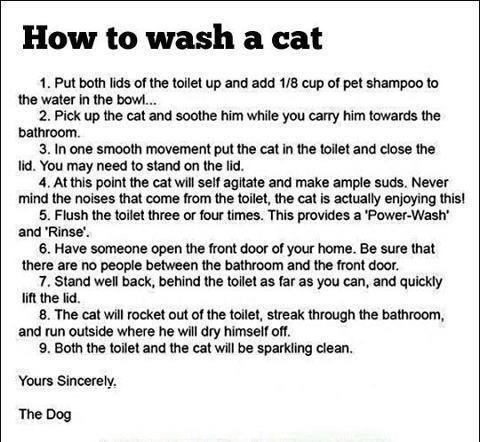 cat washing instructions.jpg