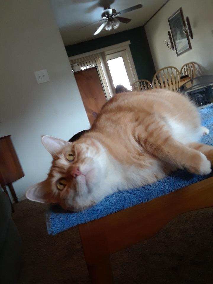 cat1.jpg