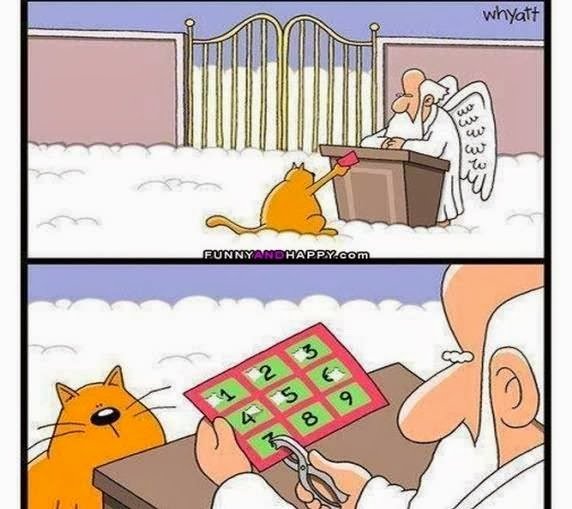cat1.jpg