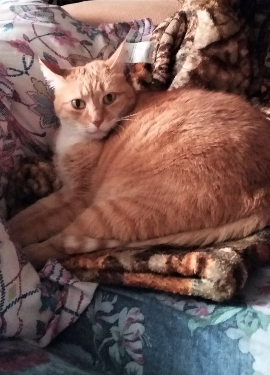 cat103121.jpg