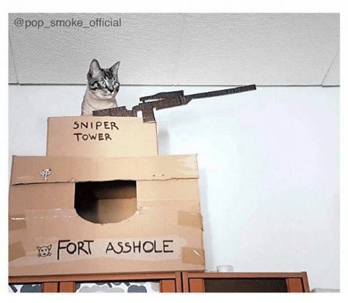 cat13.jpg