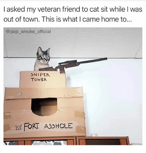 cat13.png