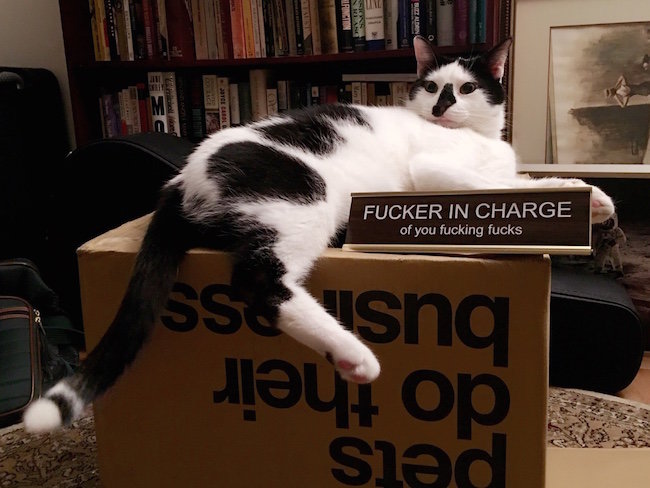 cat14.jpg