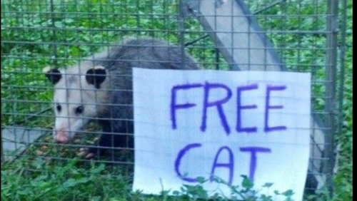 cat17.jpg