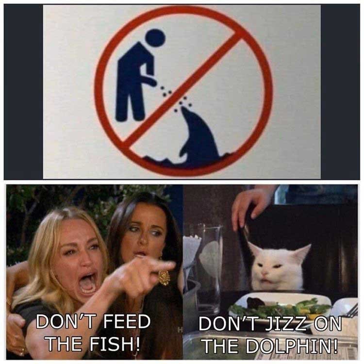 cat18.jpg