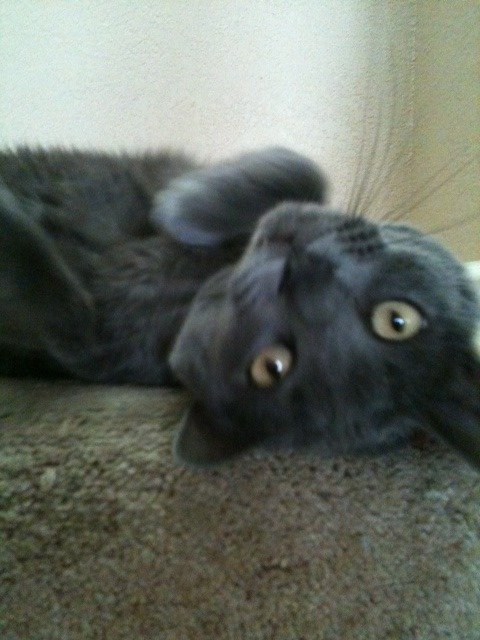cat1_397d16352d85dc11fe41d062c7067ae1155bc722.jpg