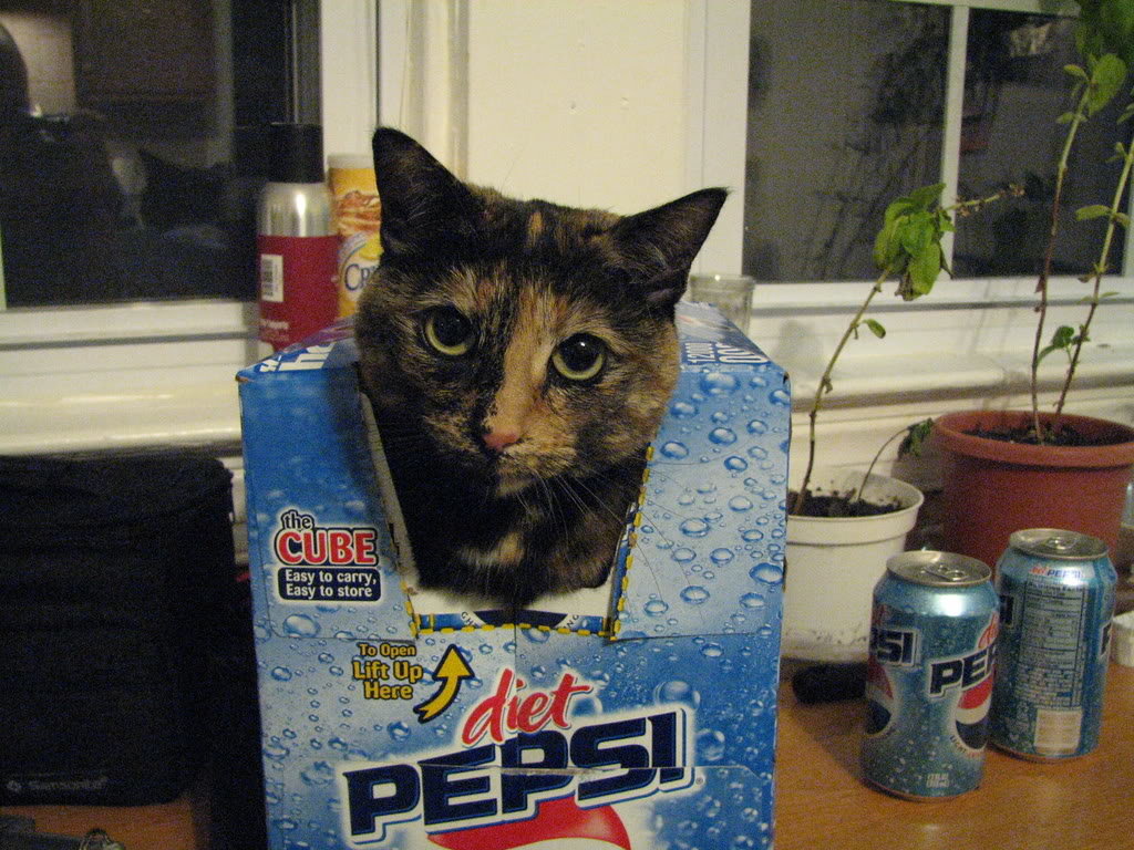 cat1_caf0dd118f534f7b0ef036d8dbe10c578f374e3e.jpg