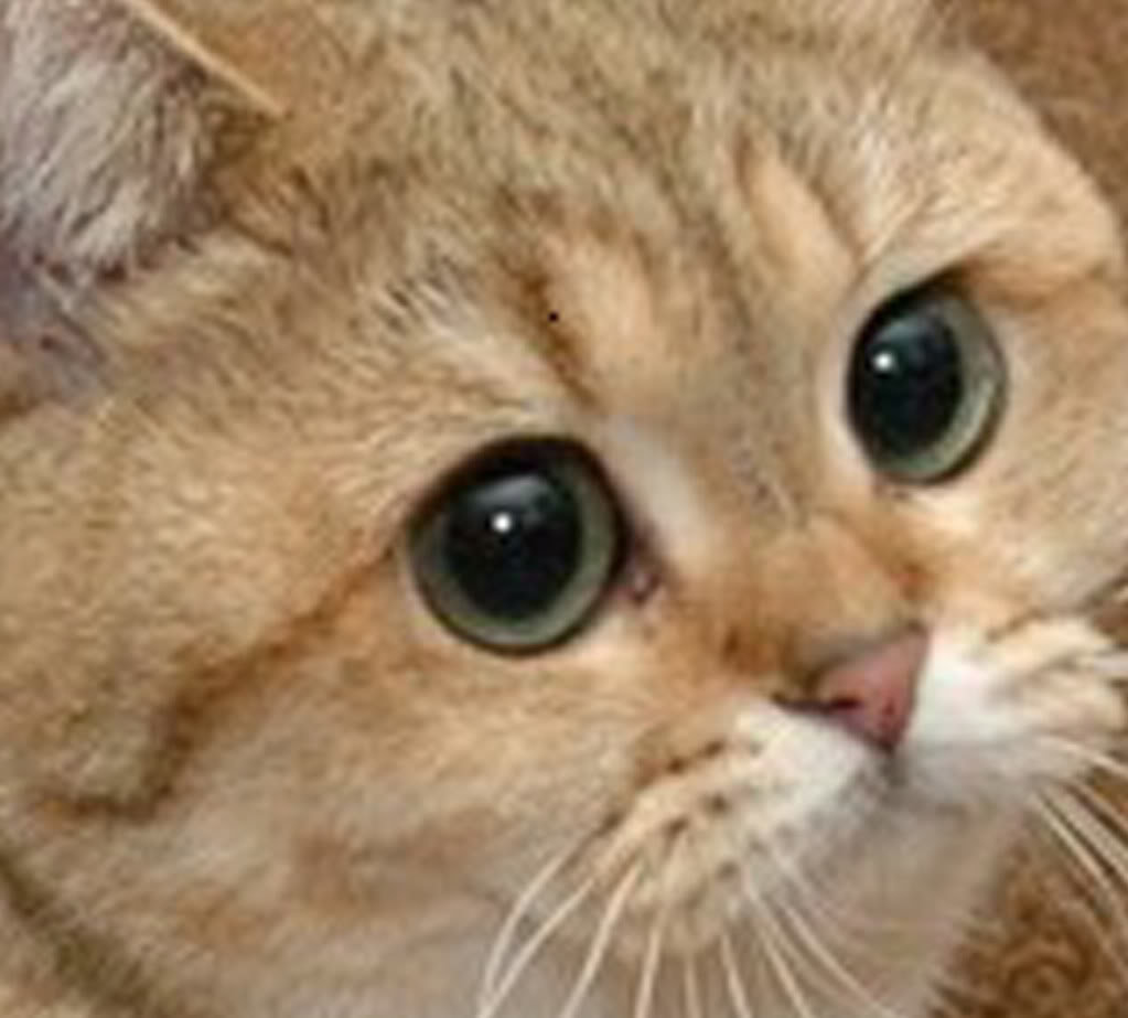 cat2-1_1fdd20bff31b40d2be670117fc50b2cca067898d.jpg
