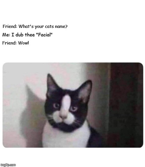 cat2.jpg
