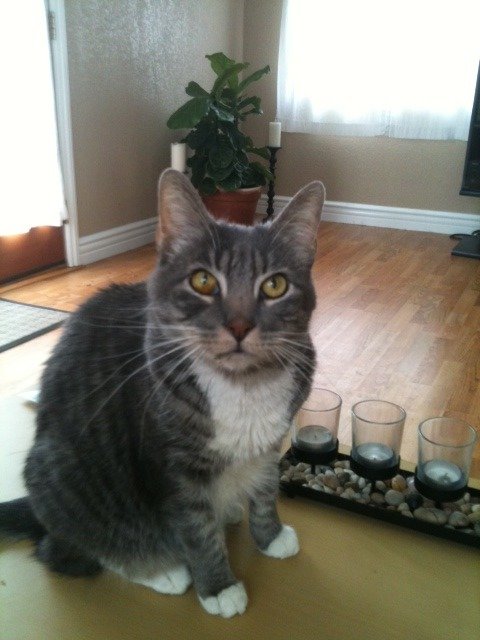 cat2_69956b78c988a783c4565e4e4bdc3ad1d2430a8f.jpg
