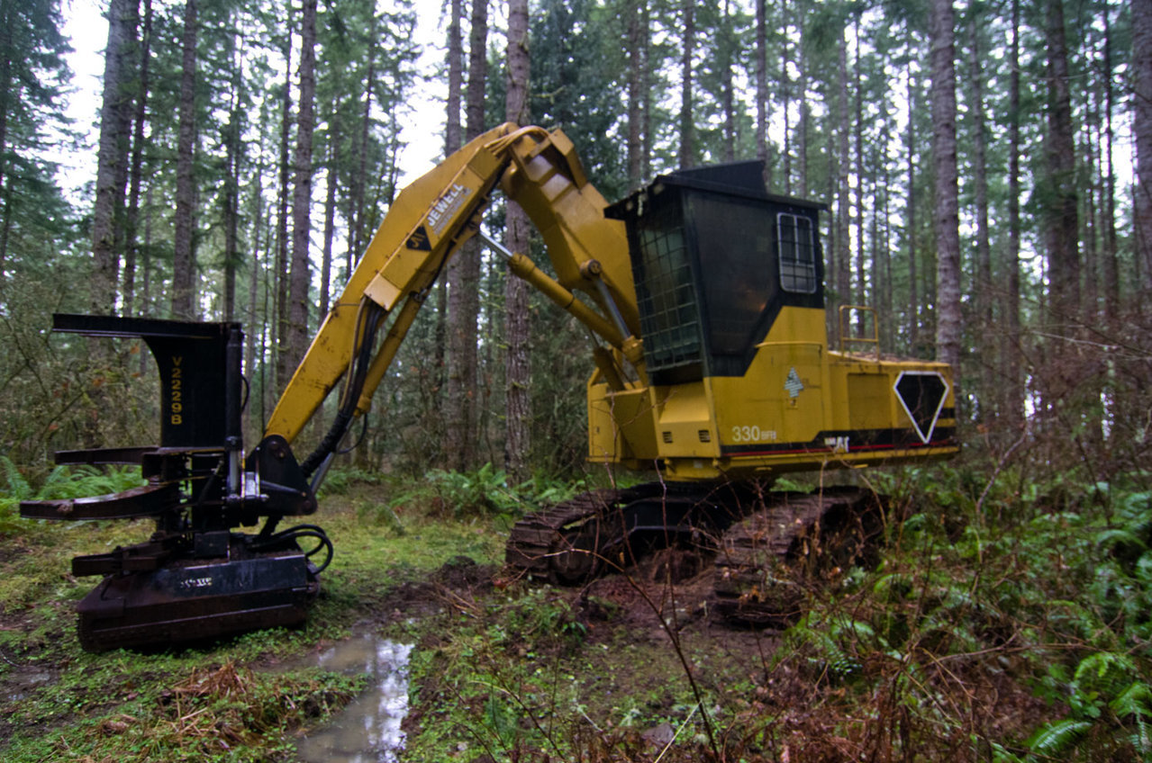 cat330-1.jpg