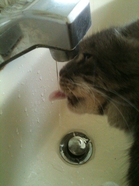 cat3_ff10f0337df560fd161753402c85283c7b7e18f5.jpg