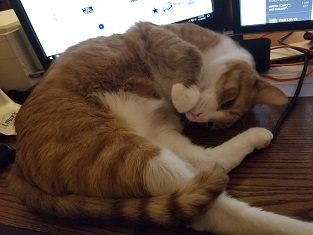 cat_b.jpg
