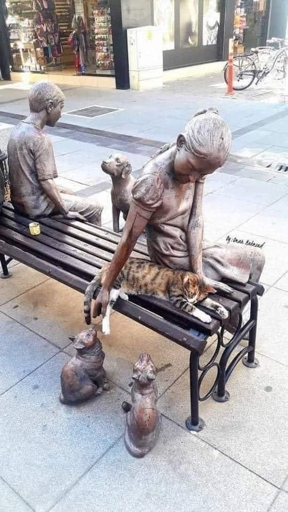 cat_bench.jpg