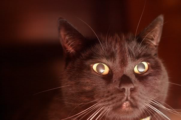 cat_cbb4fceeba53031fec5fb49c96e9405046274482.jpg
