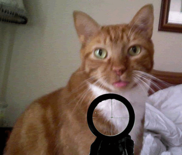 cat_eb011d3b5b1cb587f1b76b6e54ae56402f801cc4.gif