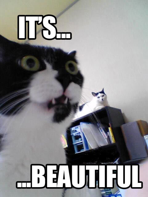 cat_its_beautiful_f4ee2b0d2e8bae3ef6228f606e69725371c1174d.jpg