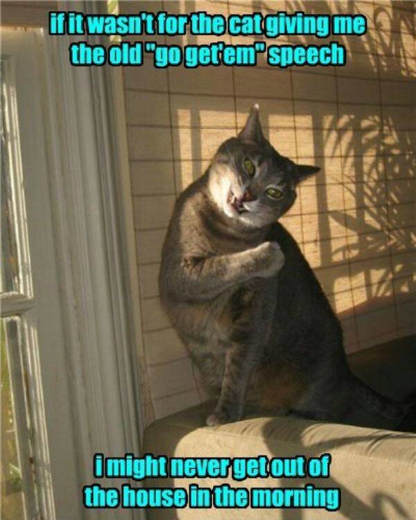 cat_saturday_24_photos23_1417375216.jpg
