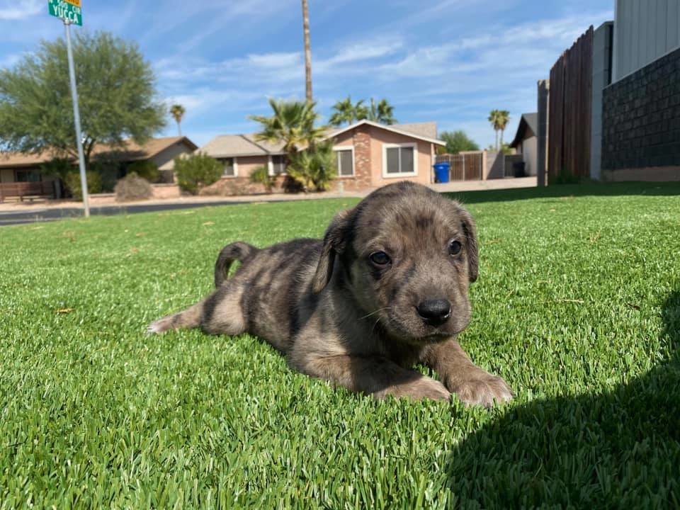 catahoula-puppy.jpg