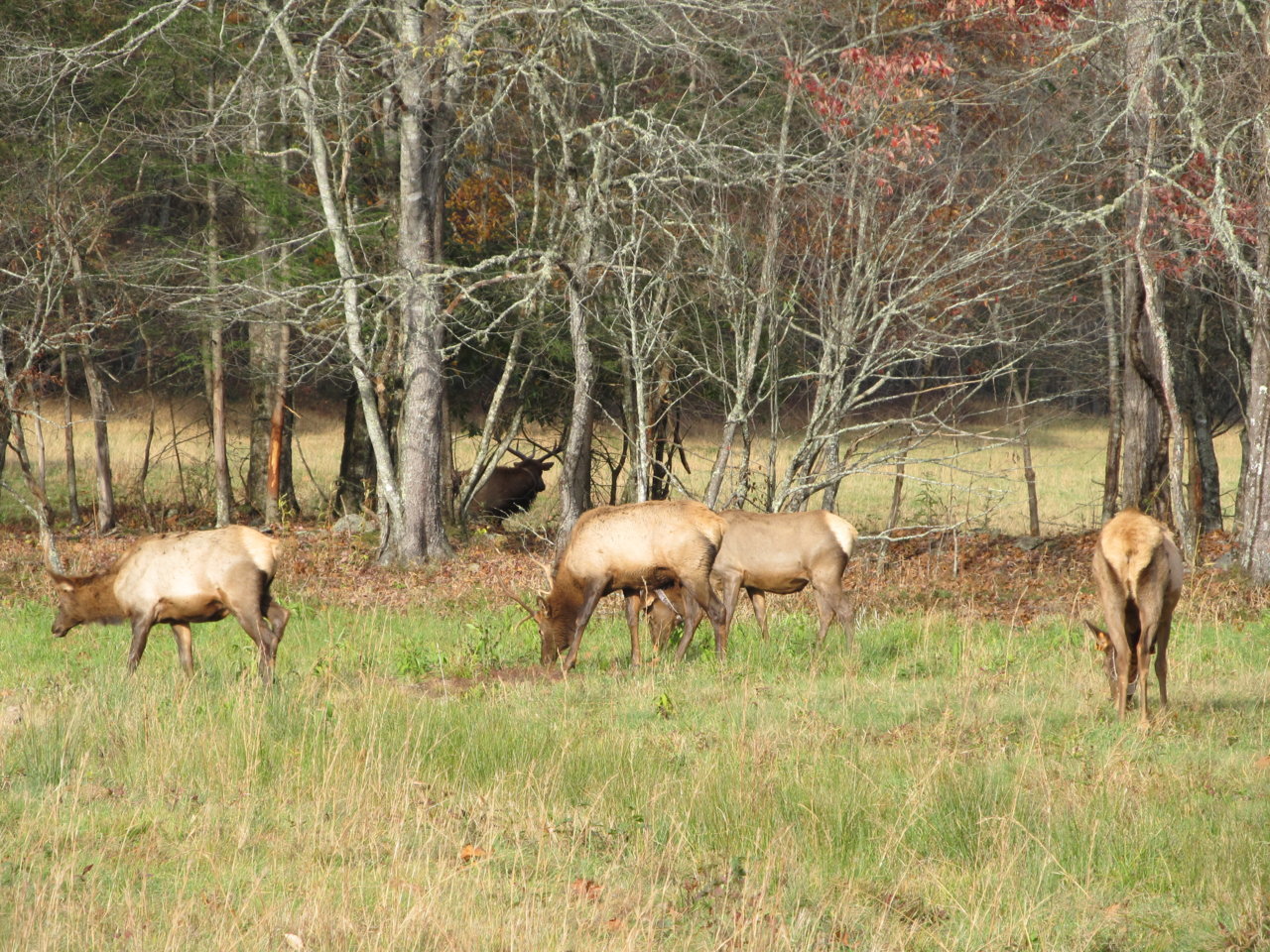 cataloochee 2014 020.jpg