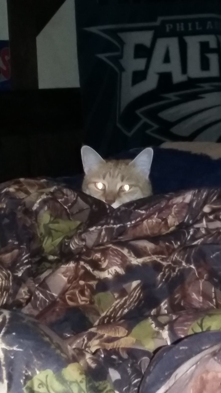 catbed.jpg