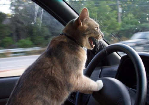 catdrive_0530a9d437783ab916037b4b3508e351496bb512.jpg