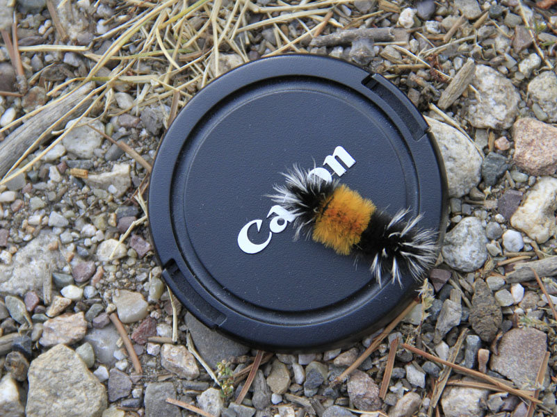 caterpiller_c8c33de9405dd65fdadc24fabda0cb18ee6d2870.jpg