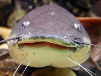 Catfish.jpg