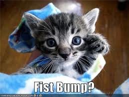 catfistbump_197c6c589f139c25f8ff697daeb80c3b667810c9.jpg
