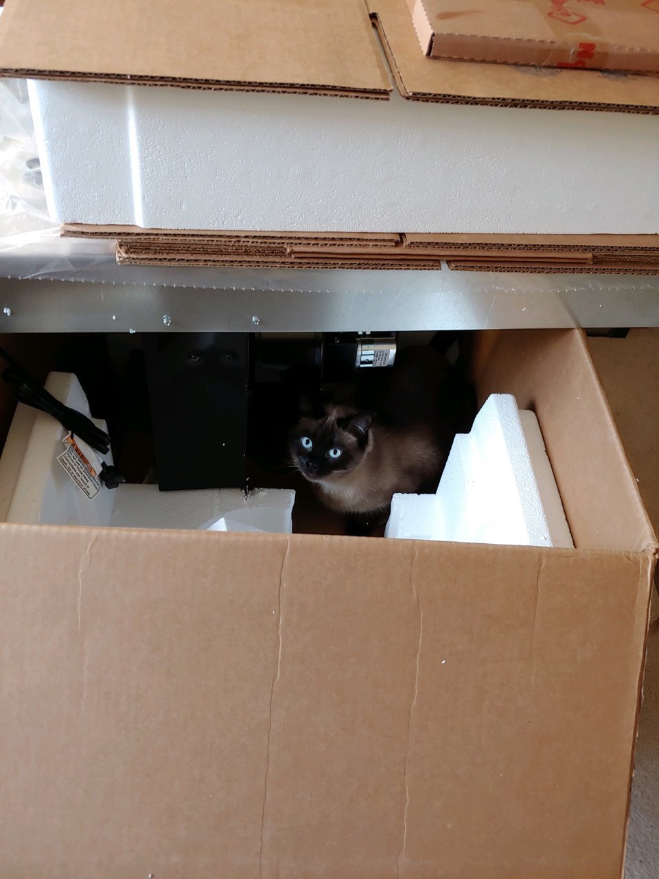 catinbox.jpg