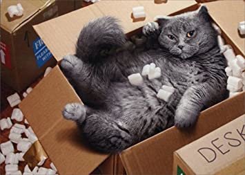catinbox.jpg