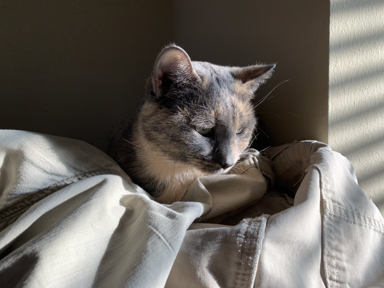 CatPepper.jpg