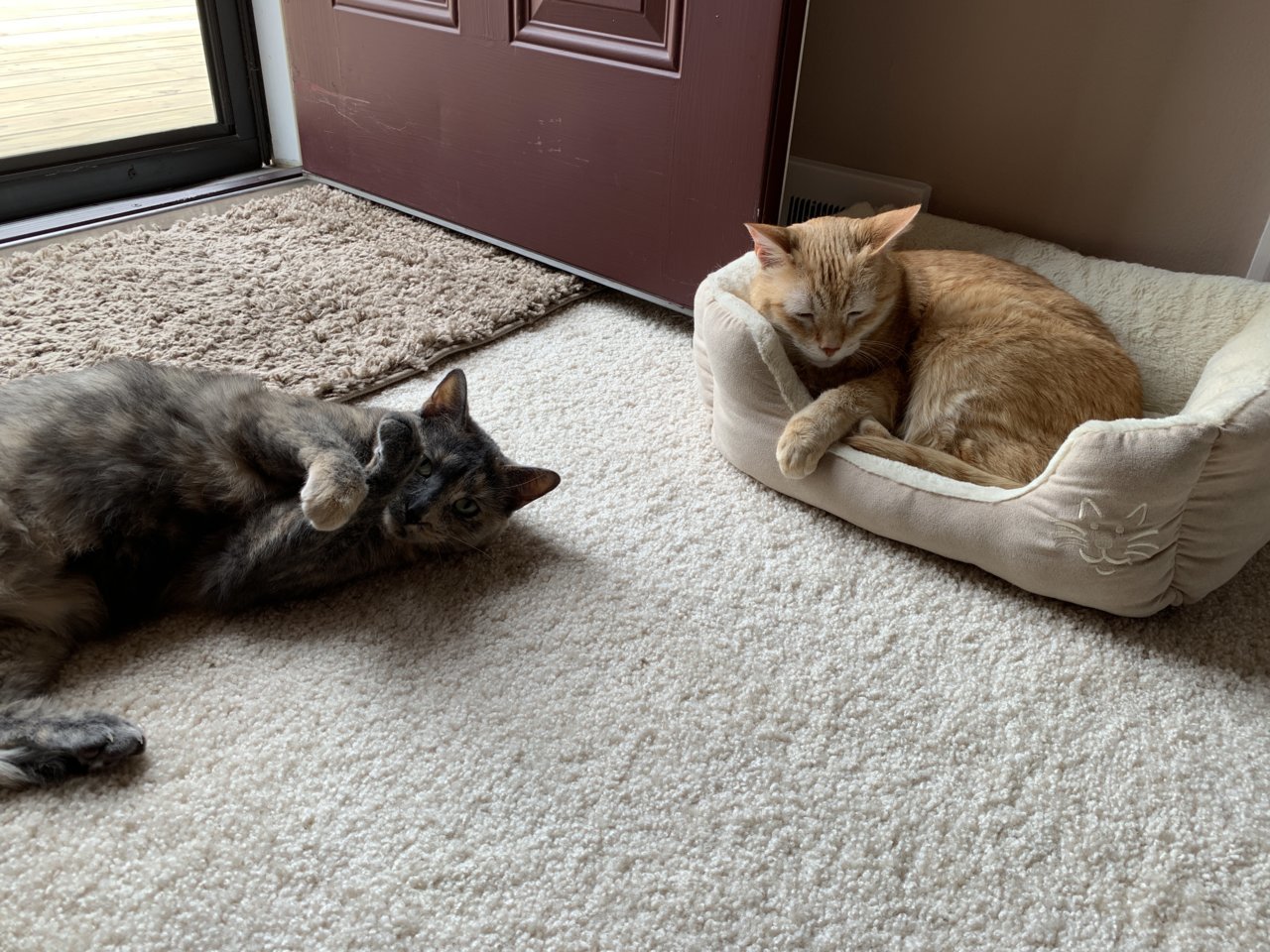 CatPepperandSnuka.jpg