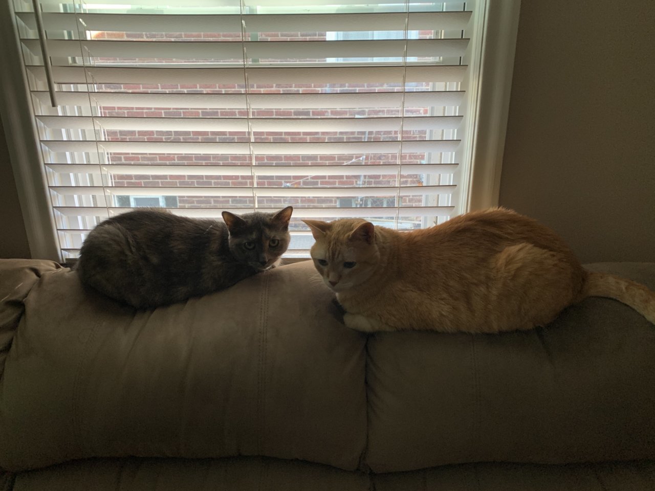 CatPepperandSnukaCouch.jpg