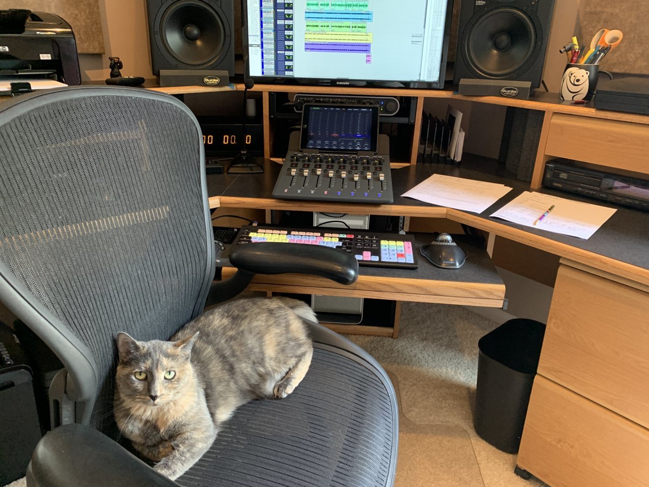 CatPepperOfficeChair.jpg