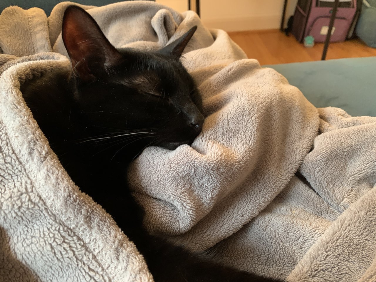 CatRocketSleeps.jpg