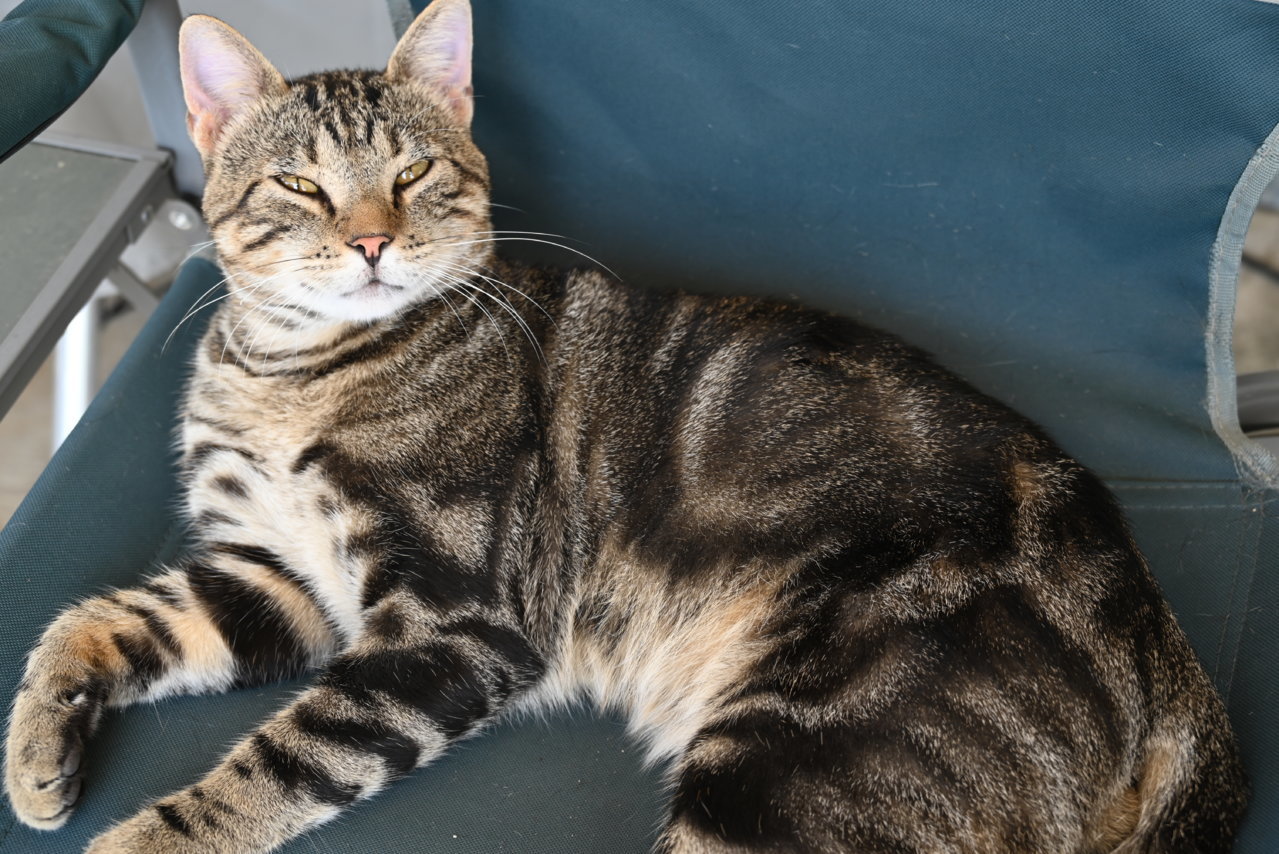 cats 064.jpg