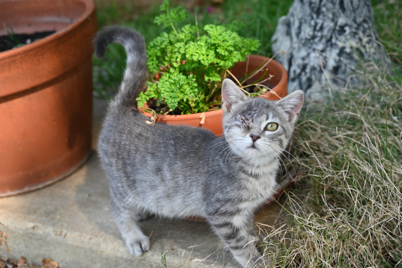 cats 067.jpg