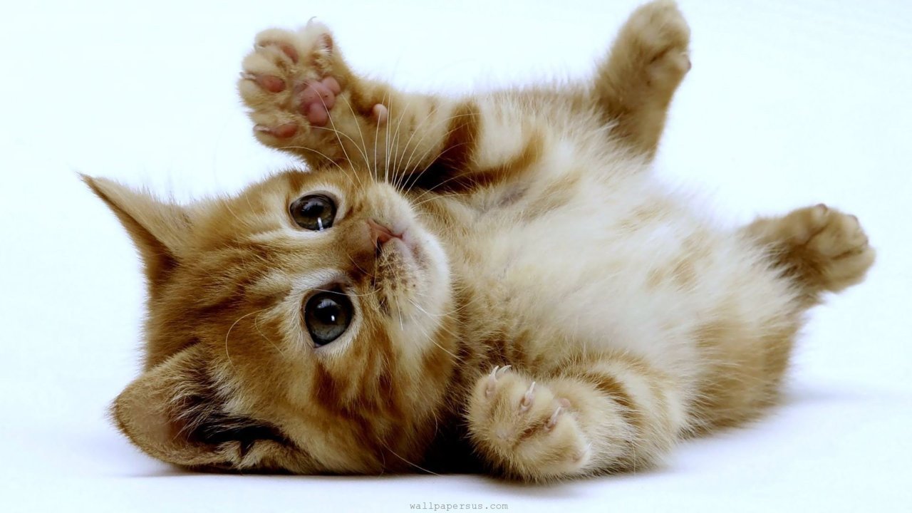 cats-animals-kittens-background.jpg