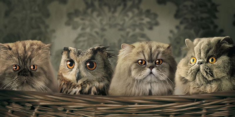 cats-family-l.jpg