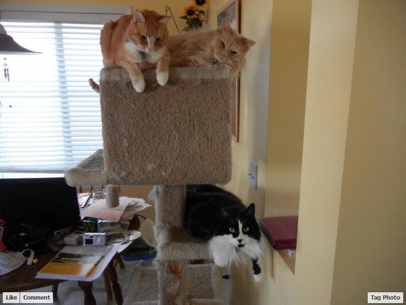 Cats.jpg