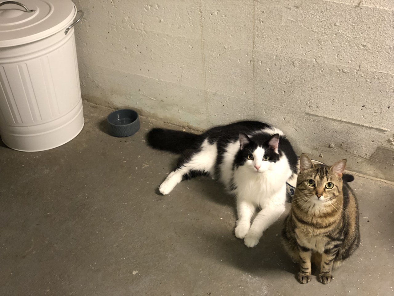 Cats.jpg