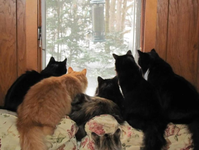 cats.jpg
