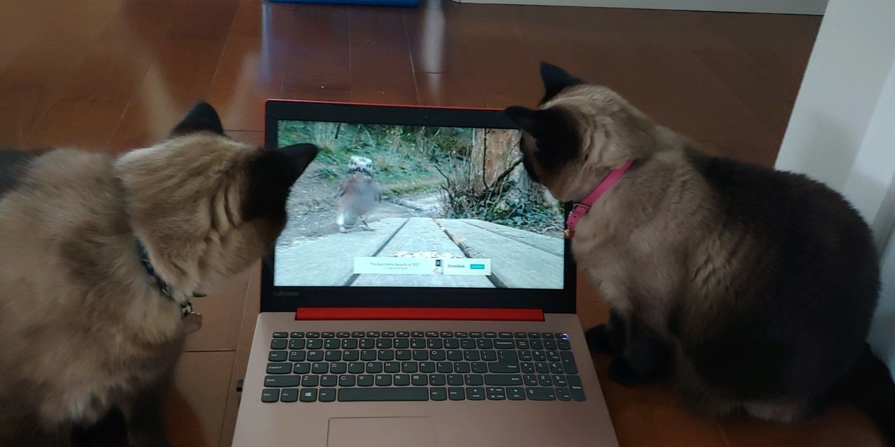 cats.jpg