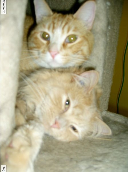 Cats2.jpg