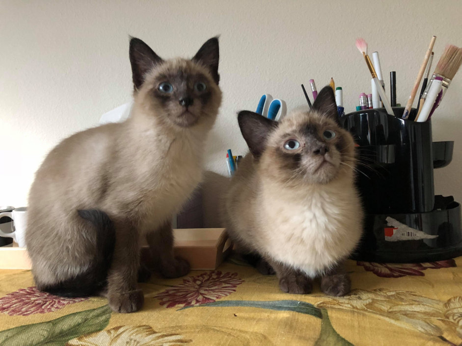 cats2.jpg