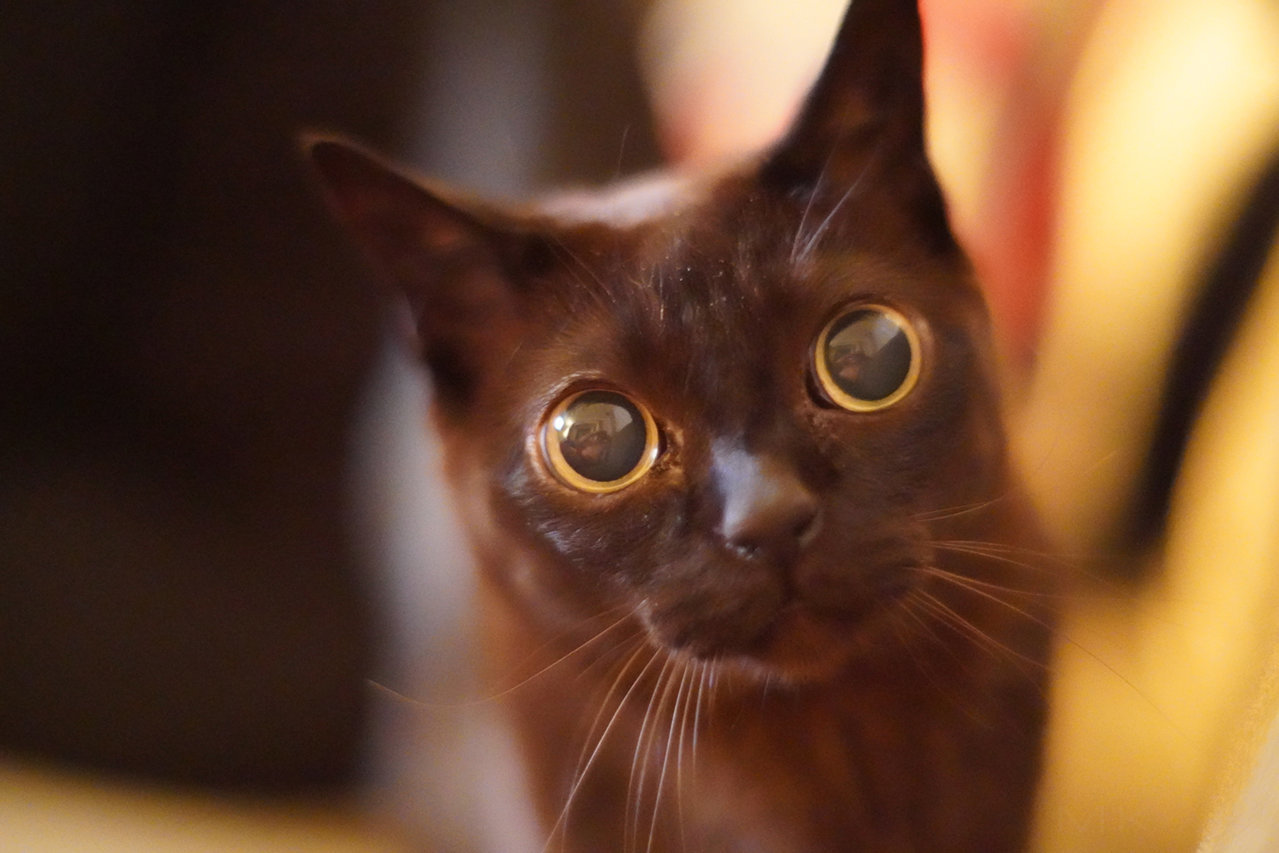 catsaredumb.jpg