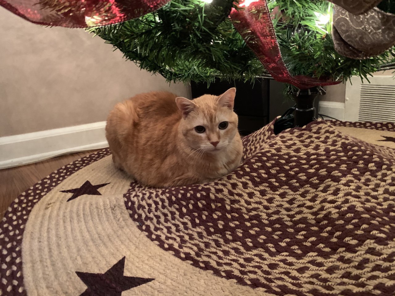 CatSnuka.jpg