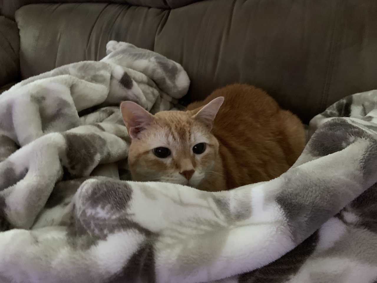 CatSnukaBlanket.jpg