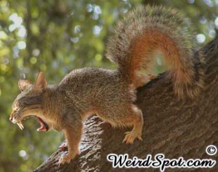catsquirrel.jpg